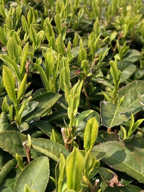 アフタヌーンティー