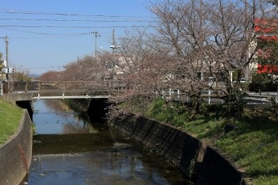 春爛漫♪スズキハウス袋井新屋の分譲地周りを歩いてみました！