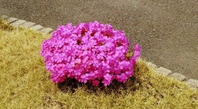 芝桜・満開！！