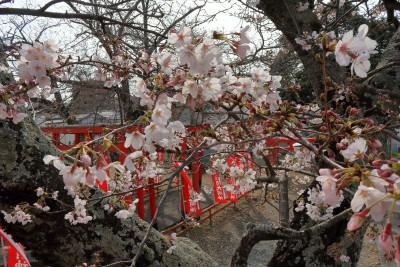 シンフォニータウン泉分譲地周りでも桜の花が咲いています♪