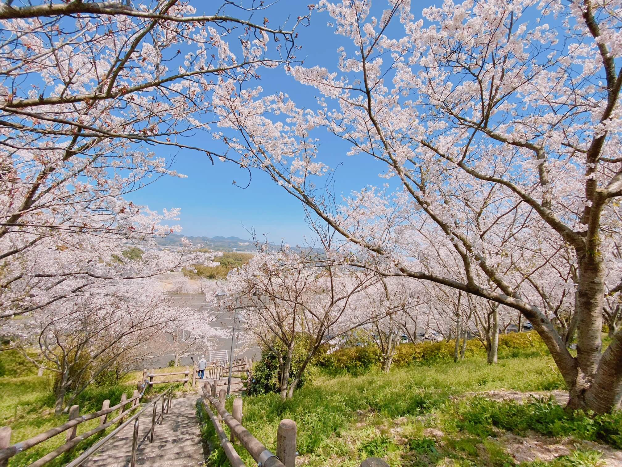 糸島市のさくら