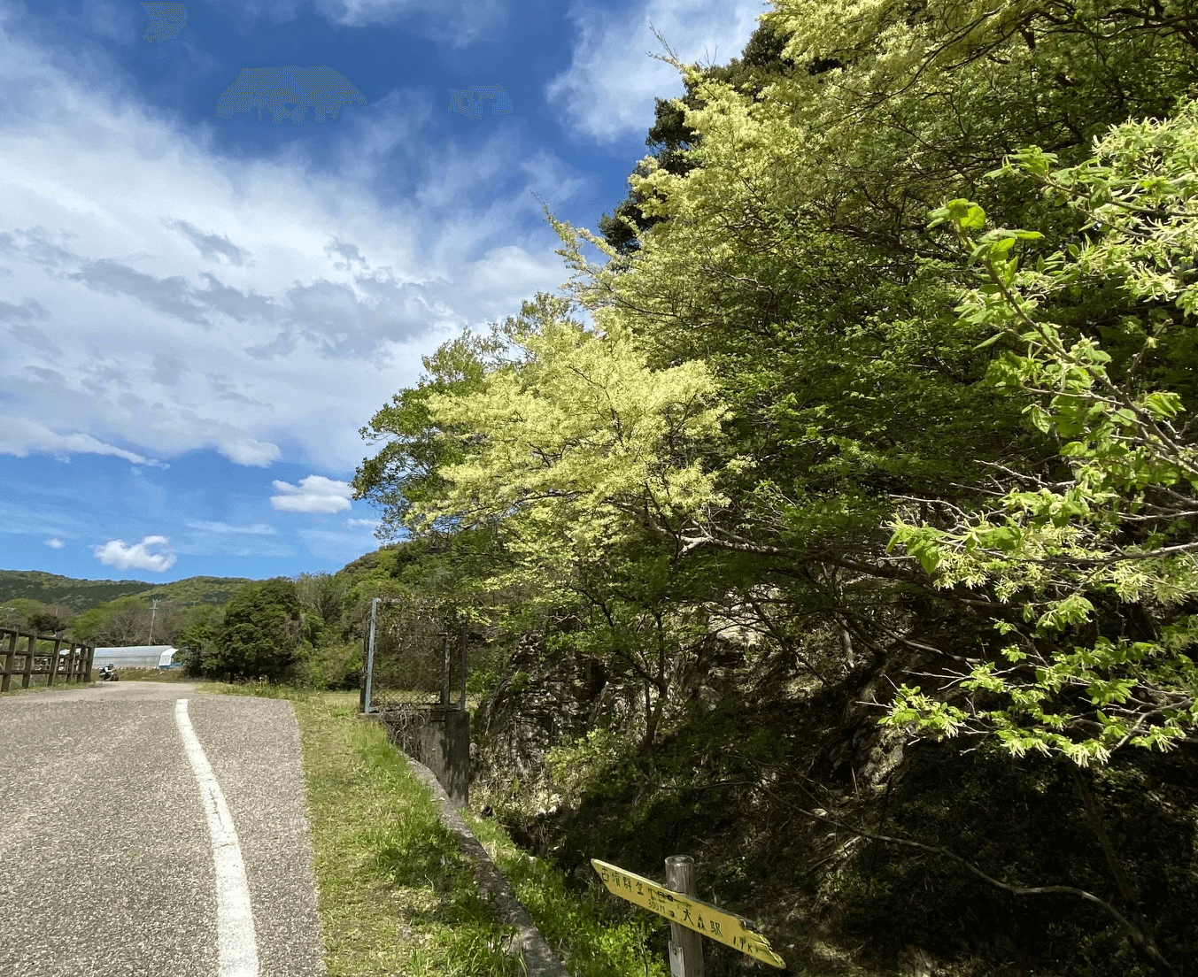 満開には見えない！？