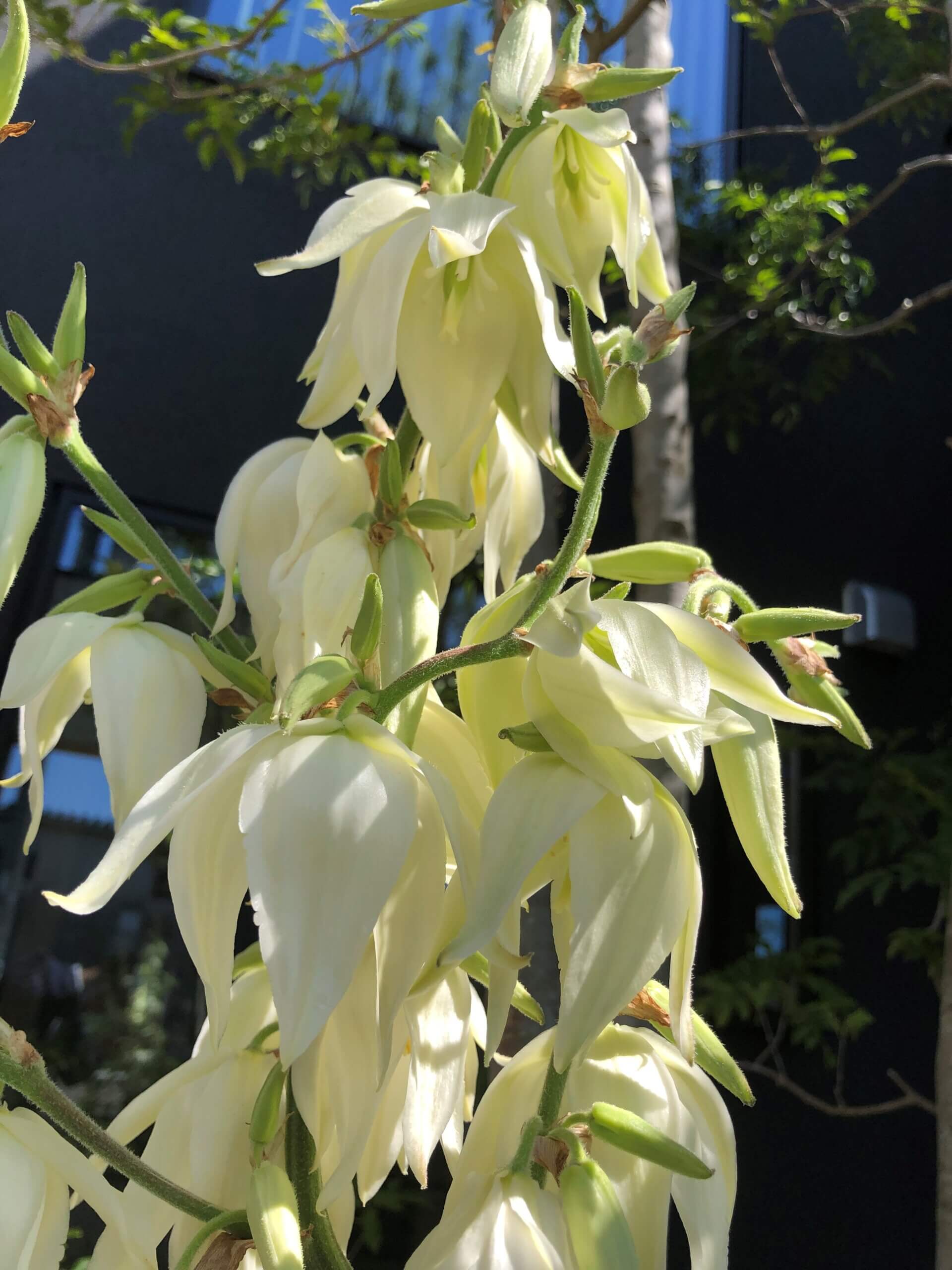 突然ですが、観葉植物のご紹介【第四弾】