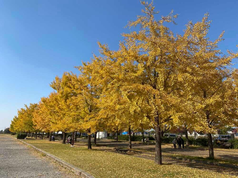 加須はなさき公園のイチョウ並木