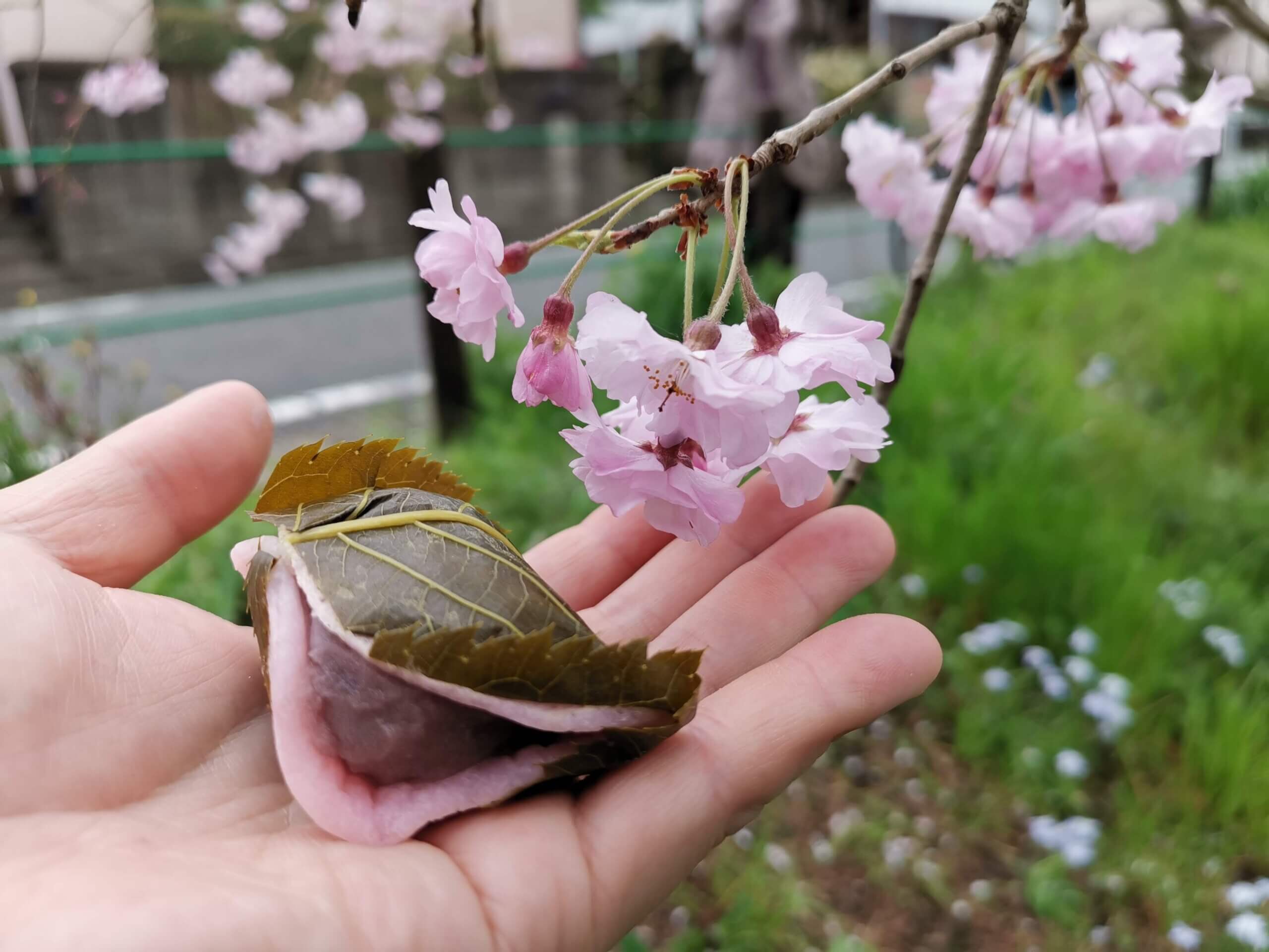 千本桜で春の散歩を楽しむ【近くを散歩してみる】