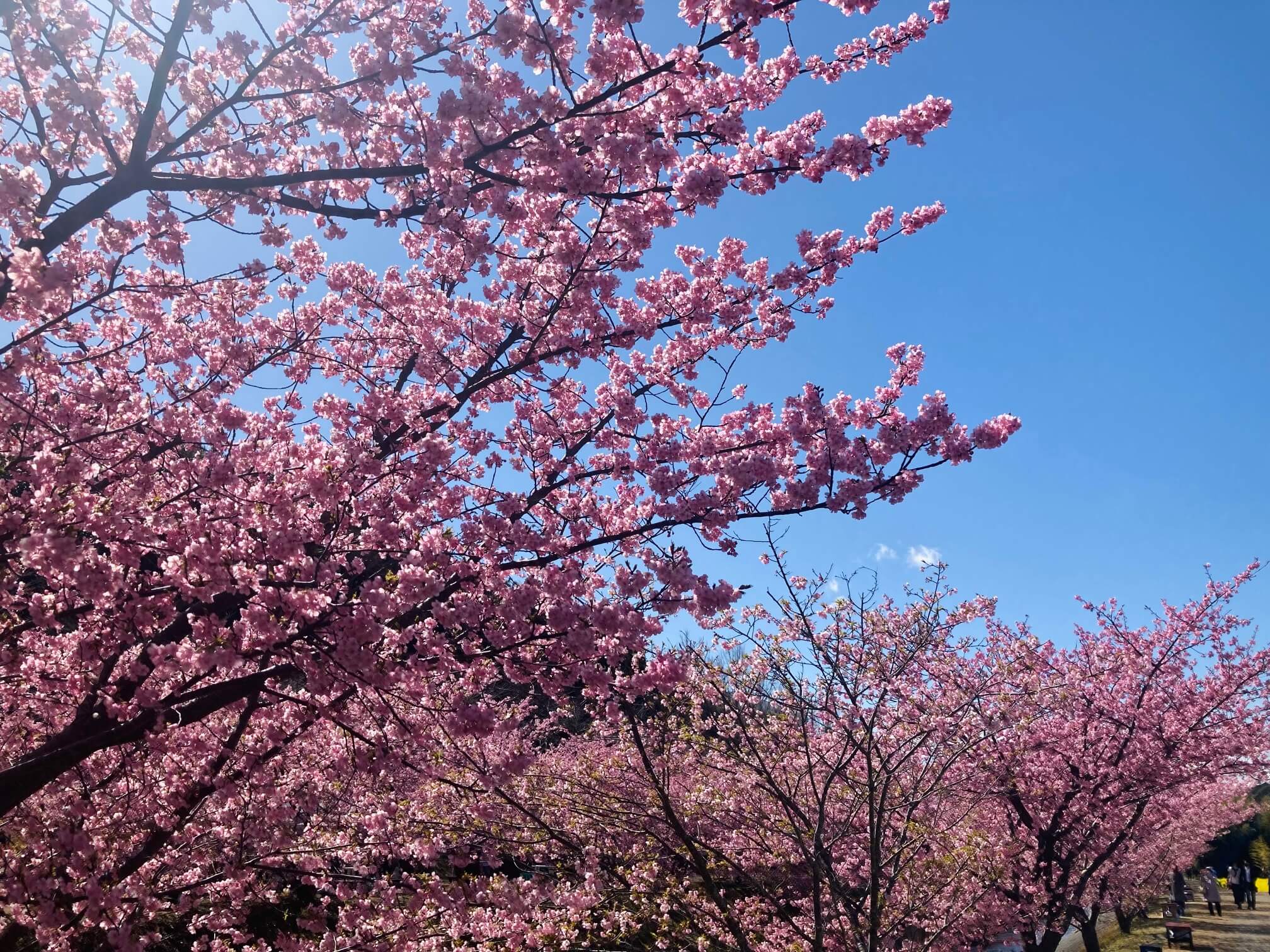 東大山の河津桜