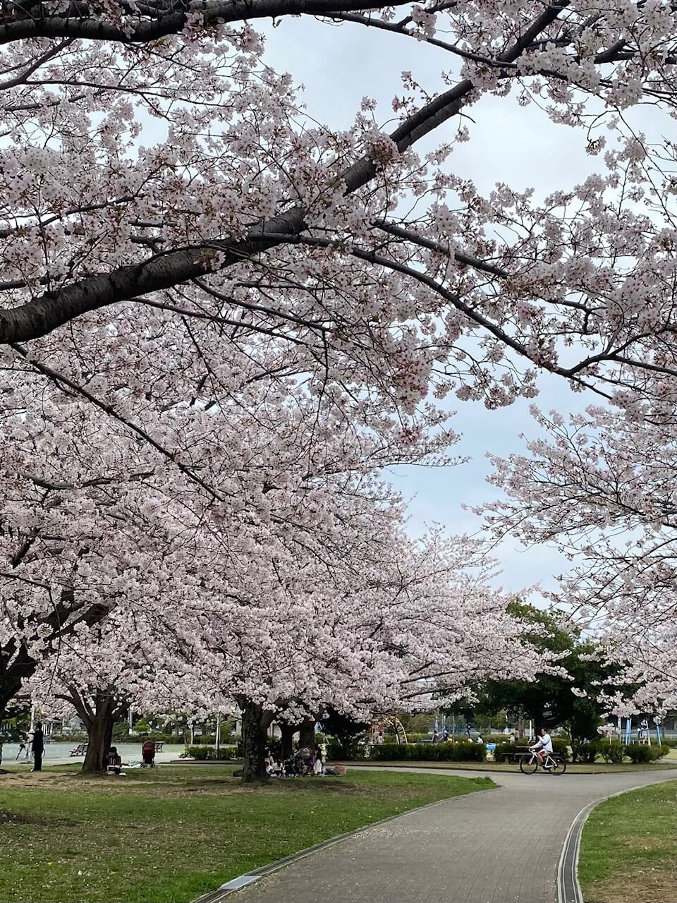 葵が丘公園　満開です🌸