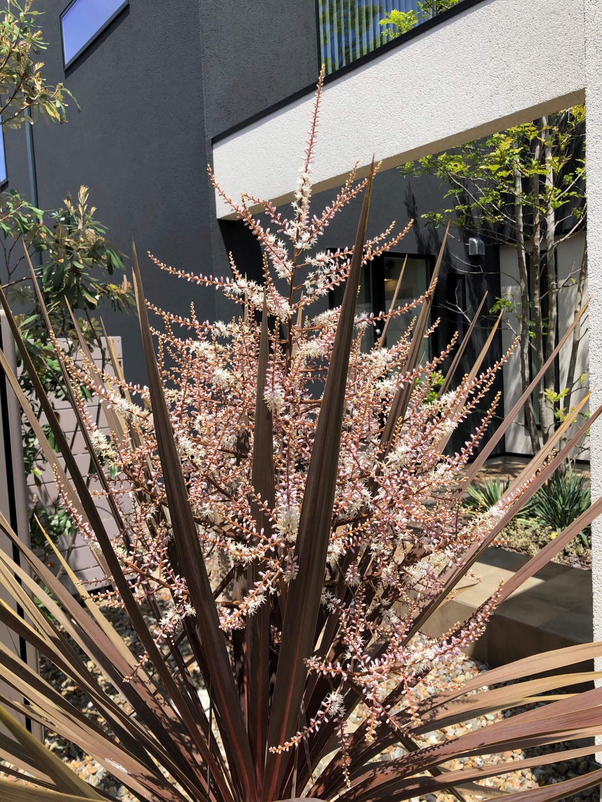 こんな花が咲きました～！