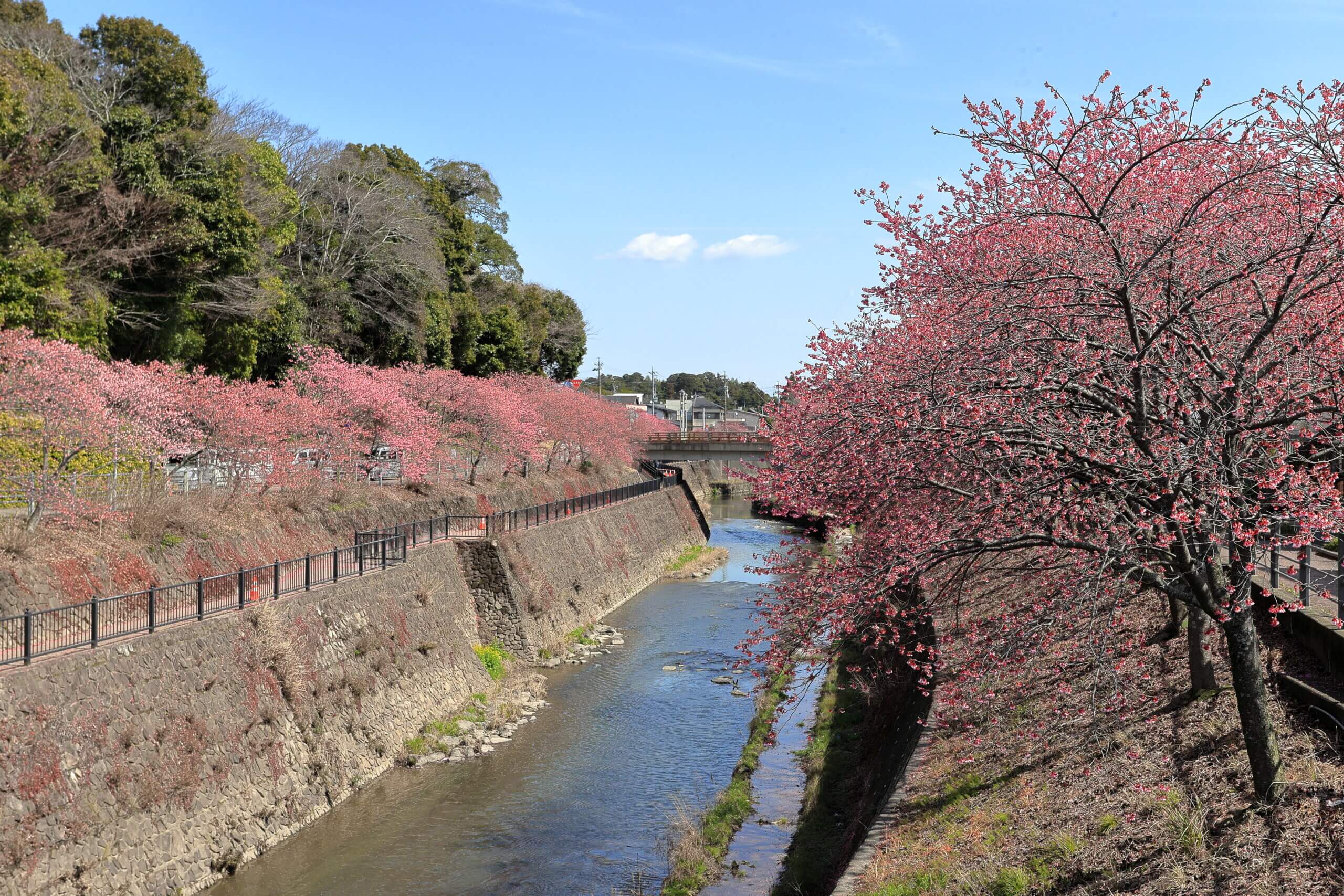 掛川桜が見頃です