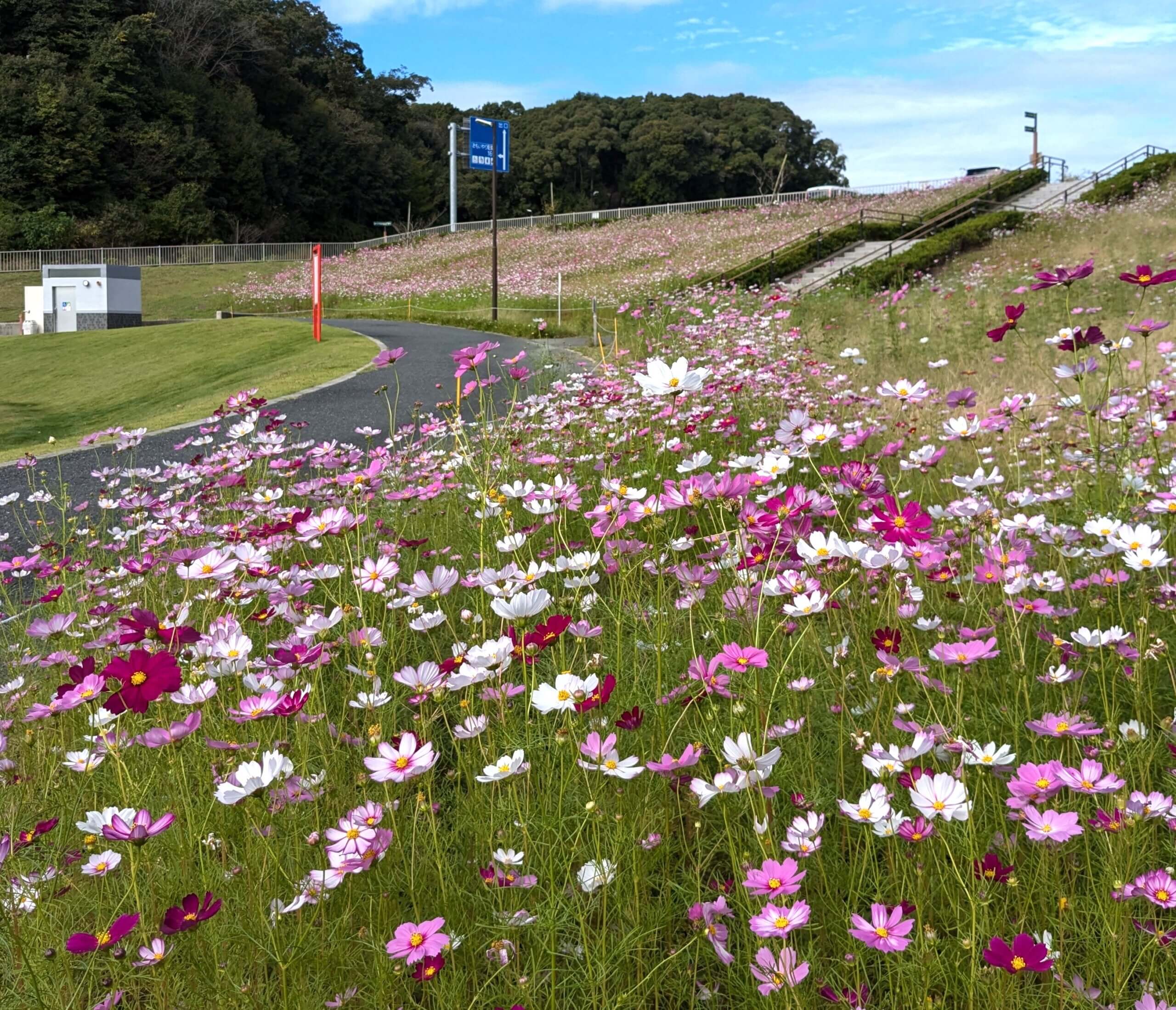 秋桜🌸満開。ただいま見頃です！！