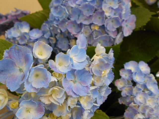 綺麗な紫陽花の花が咲いています😊