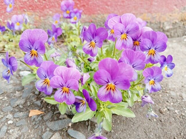 ひっそりと咲く可憐な花🌼
