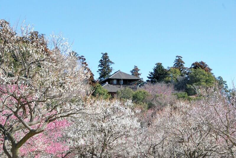 水戸の梅まつり②