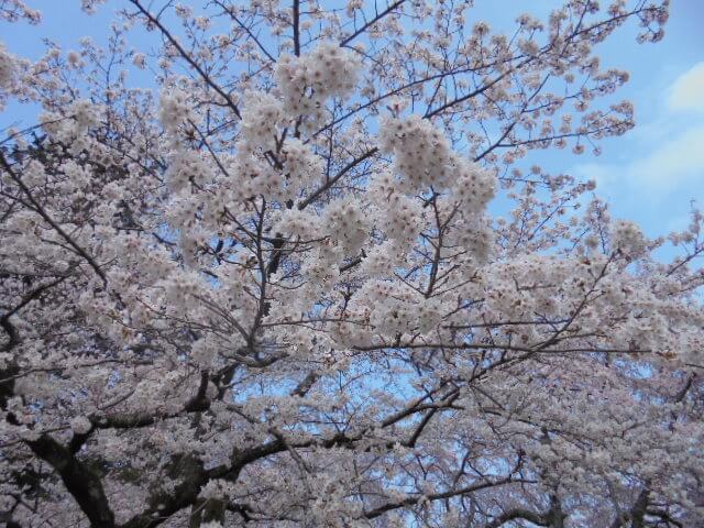 桜満開の時🌸