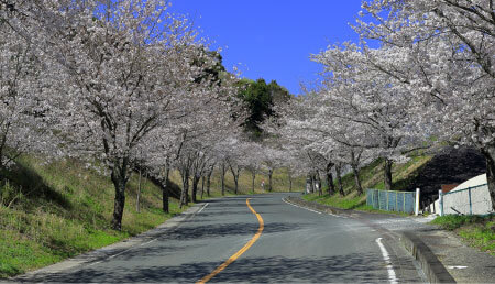 桜が咲き誇る進入路