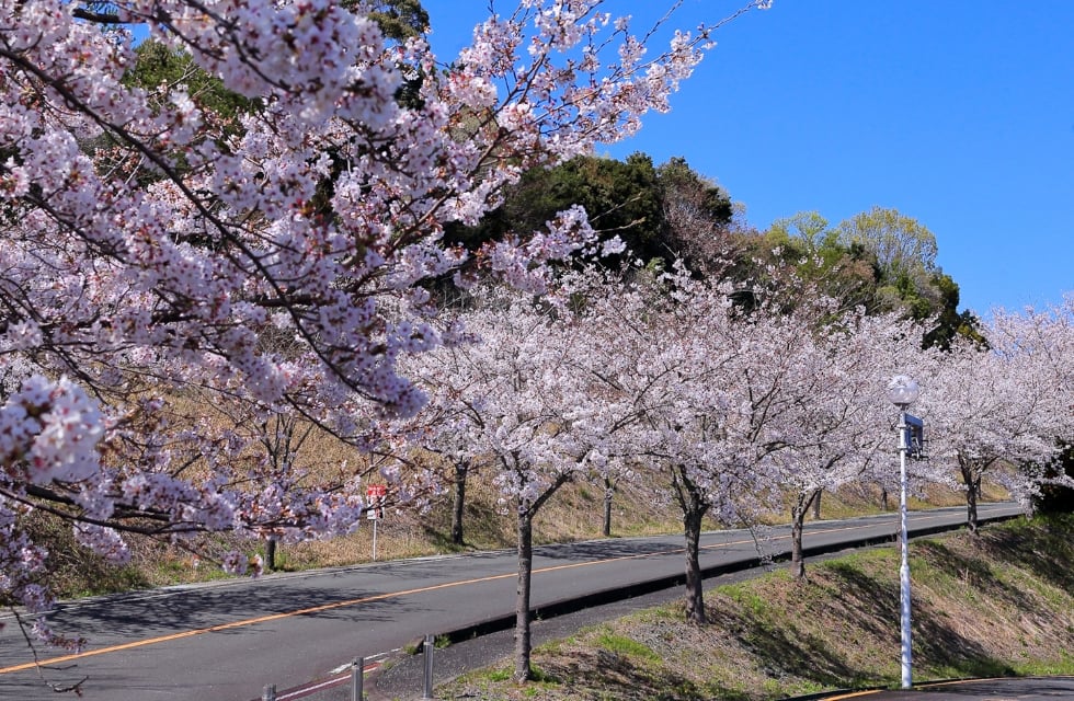春には桜、秋にはツツジの赤い色づき